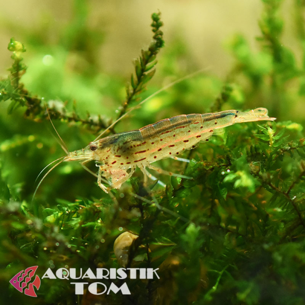 Amanogarnele, Caridina multidentata / Caridina japonica